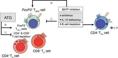 Immune surveillance and humoral immune responses in kidney transplantation – A look back at T follicular helper cells